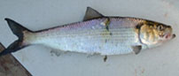 blueback herring (Alosa aestivalis)