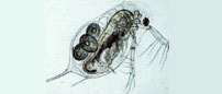 water flea (Daphnia galeata galeata)