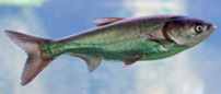 silver carp (Hypophthalmichthys molitrix)