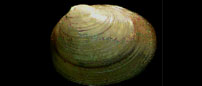 greater European pea clam (Pisidium amnicum)