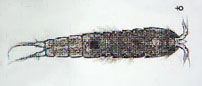 harpacticoid copepod (Schizopera borutzkyi)