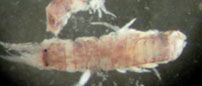 scud (Apocorophium lacustre)