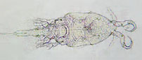 parasitic copepod (Neoergasilus japonicus)