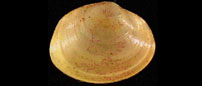 European fingernail clam (Sphaerium corneum)